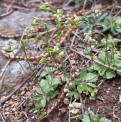 Erophila verna at Majura, ACT - 31 Aug 2021