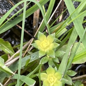 Galium murale at Majura, ACT - 31 Aug 2021