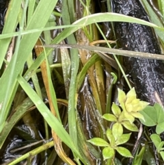 Galium murale at Majura, ACT - 31 Aug 2021