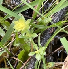 Galium murale at Majura, ACT - 31 Aug 2021