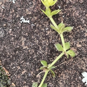 Galium murale at Majura, ACT - 31 Aug 2021