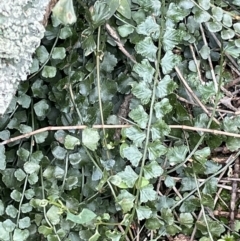 Asplenium flabellifolium (Necklace Fern) at Mount Majura - 31 Aug 2021 by JaneR