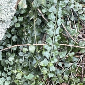 Asplenium flabellifolium at Majura, ACT - 31 Aug 2021 03:40 PM