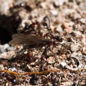 Papyrius sp. (genus) at Macarthur, ACT - 22 Aug 2021