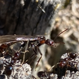 Papyrius sp. (genus) at Macarthur, ACT - 22 Aug 2021