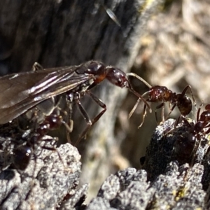 Papyrius sp. (genus) at Macarthur, ACT - 22 Aug 2021