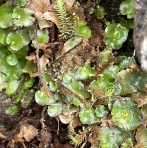 Lunularia cruciata at Majura, ACT - 31 Aug 2021