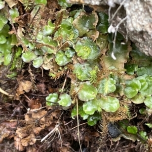 Lunularia cruciata at Majura, ACT - 31 Aug 2021