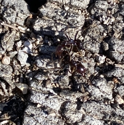 Papyrius sp. (genus) (A Coconut Ant) at Wanniassa Hill - 22 Aug 2021 by RAllen