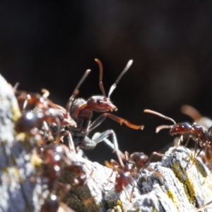 Papyrius sp (undescribed) at Macarthur, ACT - suppressed