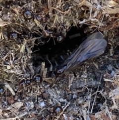 Papyrius sp (undescribed) at Macarthur, ACT - suppressed