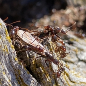 Papyrius sp (undescribed) at Macarthur, ACT - suppressed