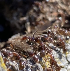 Papyrius sp (undescribed) at Macarthur, ACT - 22 Aug 2021