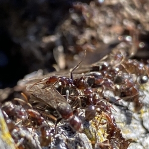 Papyrius sp (undescribed) at Macarthur, ACT - suppressed