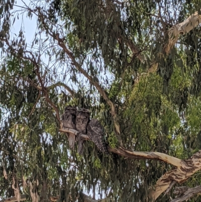 Podargus strigoides (Tawny Frogmouth) at Heathcote, VIC - 13 Jan 2020 by Darcy