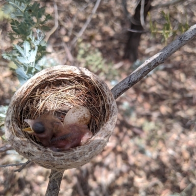 Rhipidura albiscapa (Grey Fantail) at Heathcote, VIC - 15 Jan 2020 by Darcy