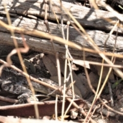 Amphibolurus muricatus (Jacky Lizard) at Wanniassa Hill - 22 Aug 2021 by RAllen