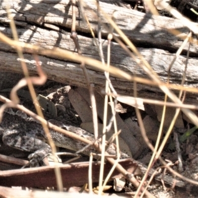 Amphibolurus muricatus (Jacky Lizard) at Tuggeranong DC, ACT - 22 Aug 2021 by RAllen