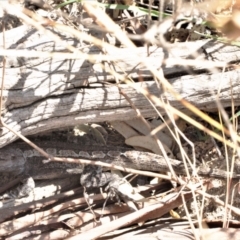 Amphibolurus muricatus at Tuggeranong DC, ACT - 22 Aug 2021