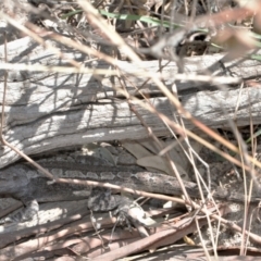 Amphibolurus muricatus at Tuggeranong DC, ACT - 22 Aug 2021