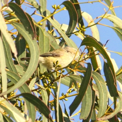 Smicrornis brevirostris (Weebill) at Throsby, ACT - 31 Aug 2021 by davobj