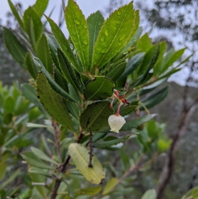 Arbutus unedo (Strawberry Tree) at West Albury, NSW - 13 Sep 2020 by Darcy