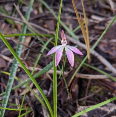 Caladenia carnea (Pink Fingers) at Chiltern, VIC - 26 Sep 2020 by Darcy