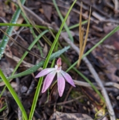 Caladenia carnea at Chiltern, VIC - suppressed