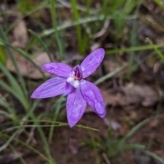 Glossodia major (Wax Lip Orchid) at Chiltern, VIC - 27 Sep 2020 by Darcy