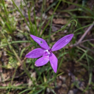 Glossodia major (Wax Lip Orchid) at Cornishtown, VIC - 27 Sep 2020 by Darcy