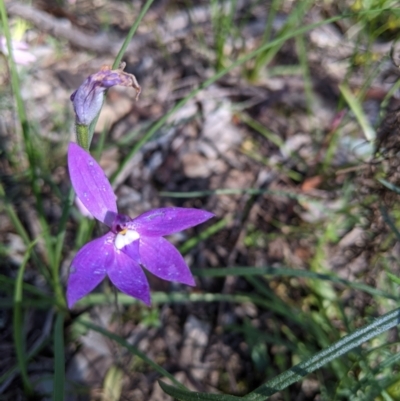 Glossodia major (Wax Lip Orchid) at Cornishtown, VIC - 27 Sep 2020 by Darcy