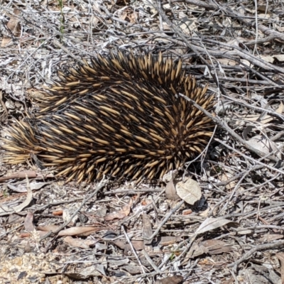 Tachyglossus aculeatus (Short-beaked Echidna) at Talmalmo, NSW - 29 Sep 2020 by Darcy