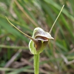 Pterostylis pedunculata (Maroonhood) at Woomargama, NSW - 29 Sep 2020 by Darcy