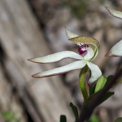 Caladenia cucullata (Lemon Caps) at Big Springs, NSW - 2 Oct 2020 by Darcy