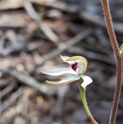 Caladenia cucullata (Lemon Caps) at Big Springs, NSW - 2 Oct 2020 by Darcy