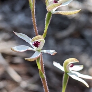 Caladenia cucullata at Big Springs, NSW - 2 Oct 2020