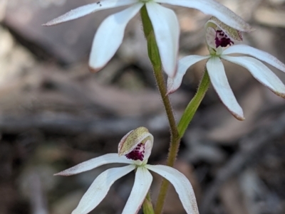 Caladenia cucullata (Lemon Caps) at Big Springs, NSW - 2 Oct 2020 by Darcy