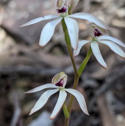 Caladenia cucullata (Lemon Caps) at Big Springs, NSW - 2 Oct 2020 by Darcy