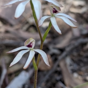 Caladenia cucullata at Big Springs, NSW - 2 Oct 2020