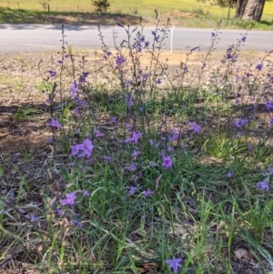 Arthropodium strictum at Big Springs, NSW - 2 Oct 2020