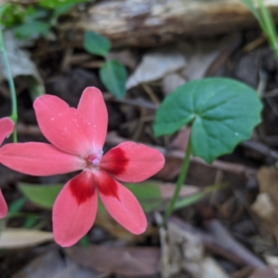 Freesia laxa (False Freesia, Flame Freesia) at Port Macquarie, NSW - 21 Oct 2020 by Darcy