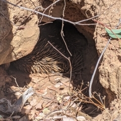Tachyglossus aculeatus (Short-beaked Echidna) at Livingstone State Conservation Area - 12 Dec 2020 by Darcy
