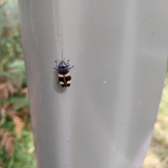 Castiarina subvicina (A jewel beetle) at Woomargama, NSW - 14 Dec 2020 by Darcy