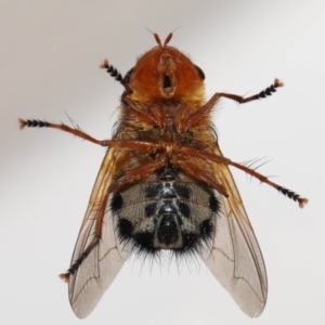 Microtropesa sp. (genus) at Evatt, ACT - 31 Aug 2021