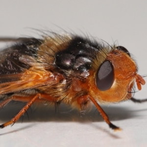 Microtropesa sp. (genus) at Evatt, ACT - 31 Aug 2021