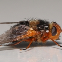 Microtropesa sp. (genus) at Evatt, ACT - 31 Aug 2021