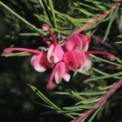 Grevillea rosmarinifolia subsp. rosmarinifolia (Rosemary Grevillea) at Tuggeranong Hill - 10 Aug 2021 by MichaelBedingfield