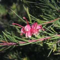 Grevillea rosmarinifolia subsp. rosmarinifolia at Conder, ACT - 10 Aug 2021