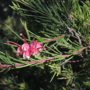 Grevillea rosmarinifolia subsp. rosmarinifolia at Conder, ACT - 10 Aug 2021 03:24 PM