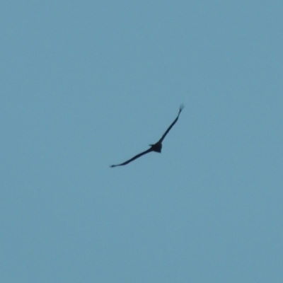 Aquila audax (Wedge-tailed Eagle) at Tuggeranong Hill - 10 Aug 2021 by michaelb